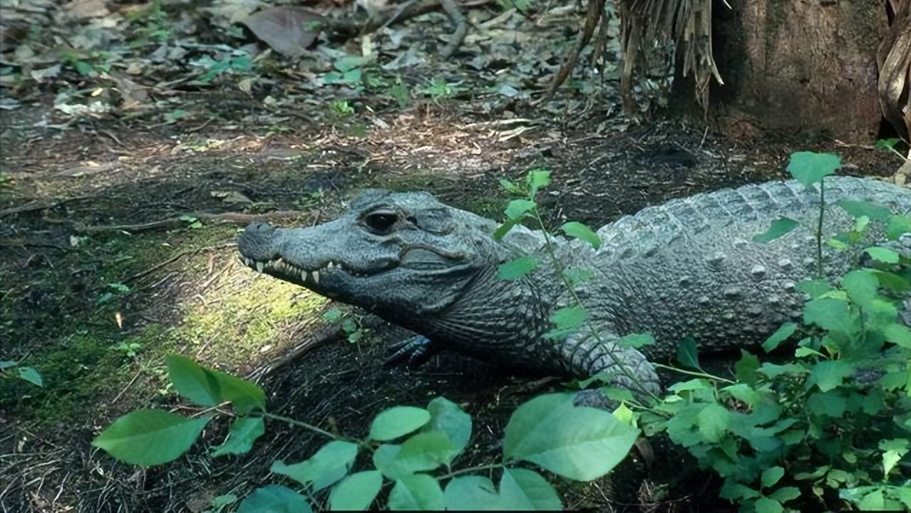 性情凶猛的十大鳄鱼,世界上十大最凶猛的鳄鱼排行榜