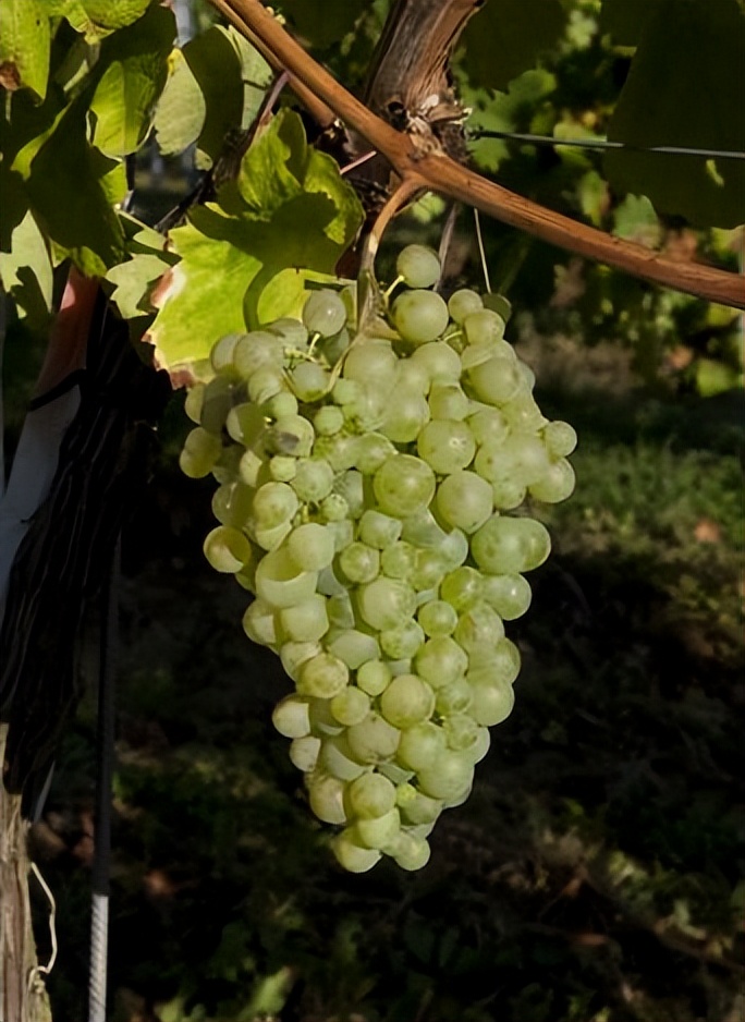 葡萄酒低温轻度浸提工艺,生产技术和设备对葡萄酒的影响