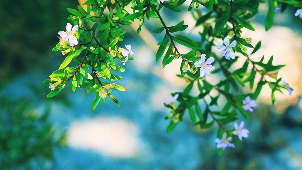 宋朝七言绝句大全,晴日暖风绿阴幽草胜花时什么意思