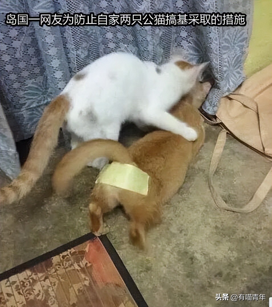 猫咪在交配的时候，究竟爽不爽？