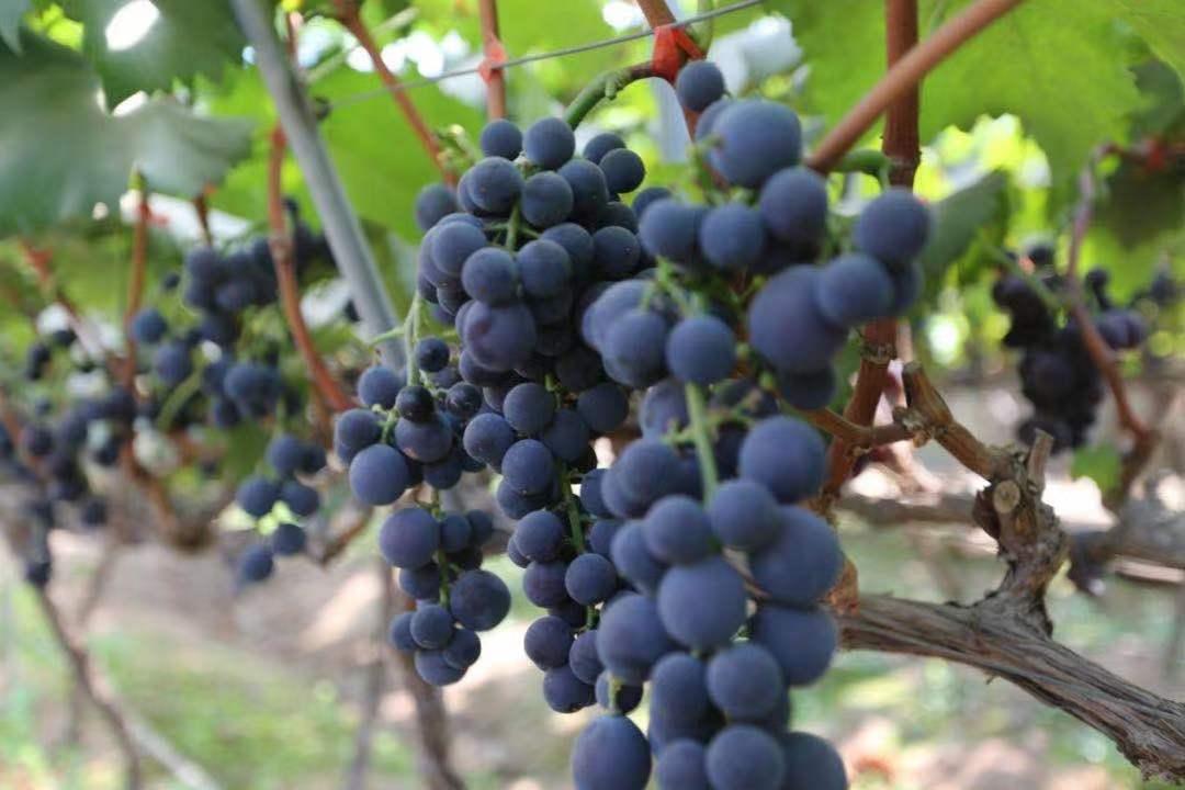 西昌旅游吃住攻略大全最新,11月西昌旅游必备物品