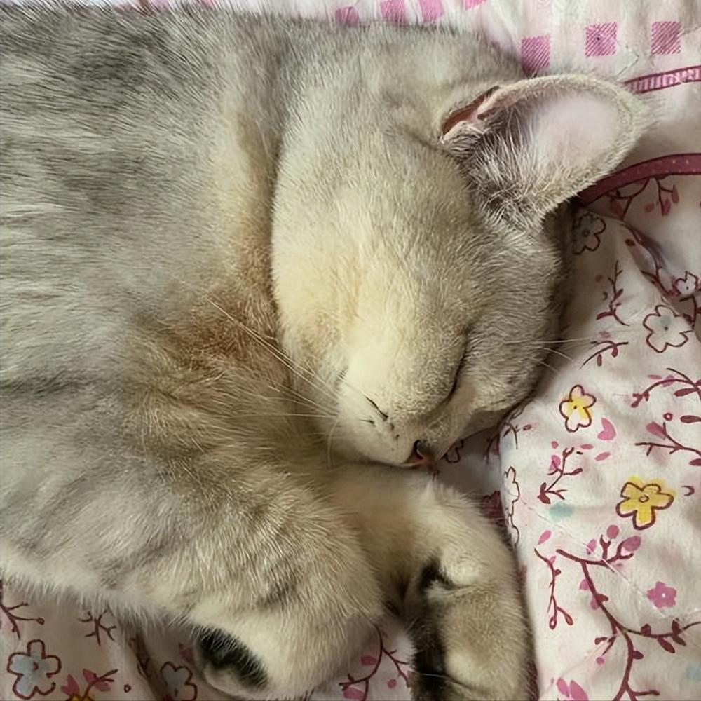 什么原因会造成猫咪毛发越来越黄,猫咪毛发颜色变黄了怎么办