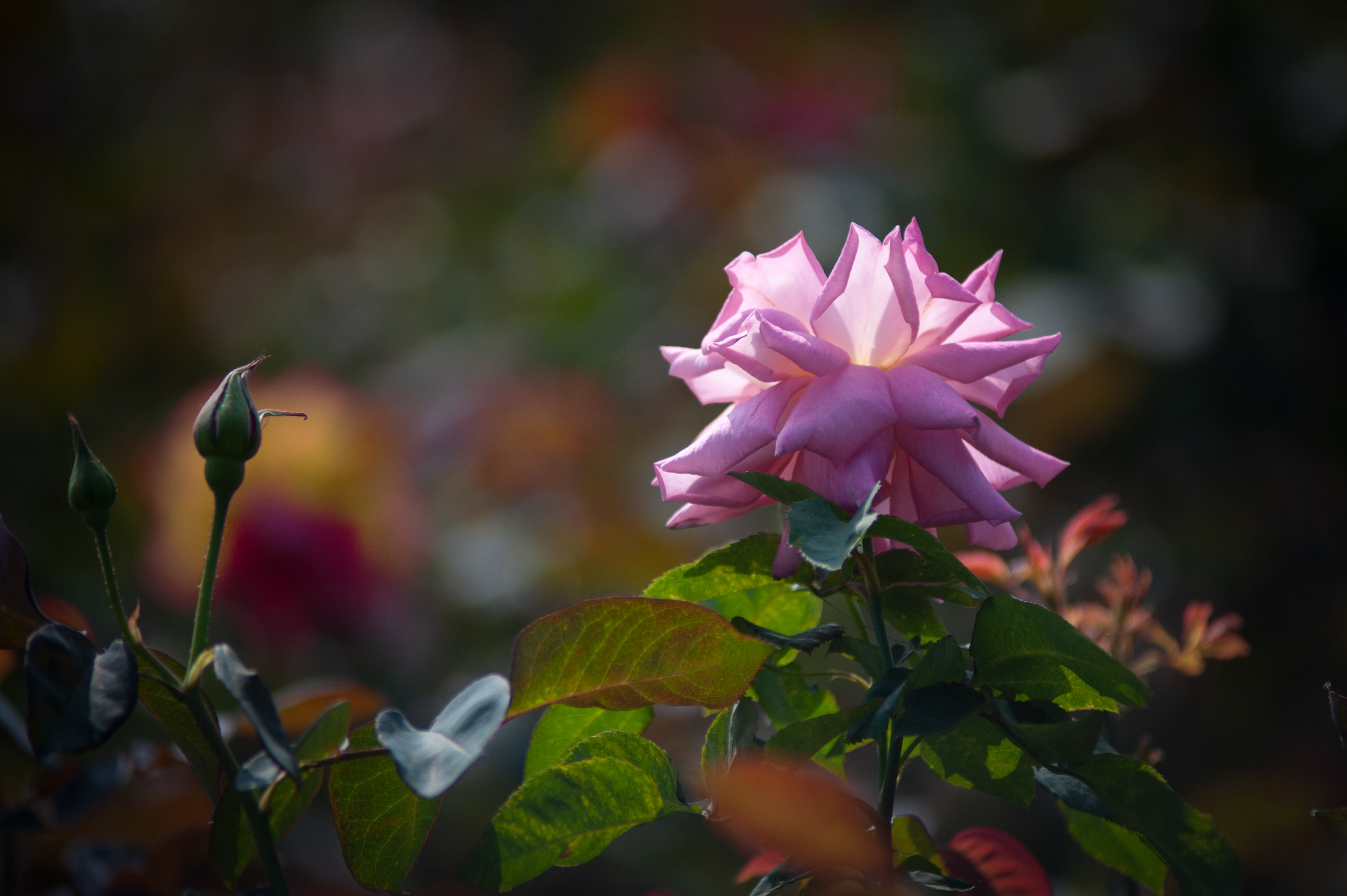 花城春天里,花城春天荷花
