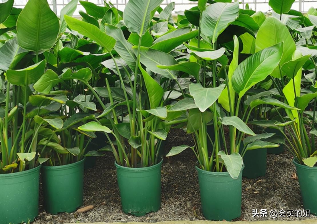 好看的绿植店铺推荐,招财又好养的店铺绿植