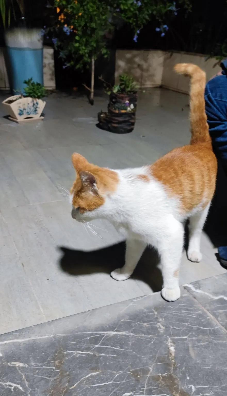 流浪猫受伤怎么能抓到,救助流浪猫要掌握正确方法