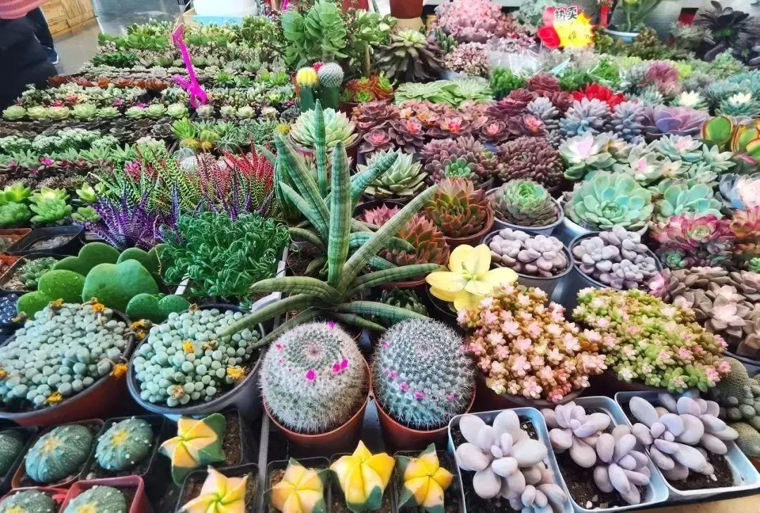 这个季节适合去昆明哪旅游,这个季节在昆明游最应该去的地方