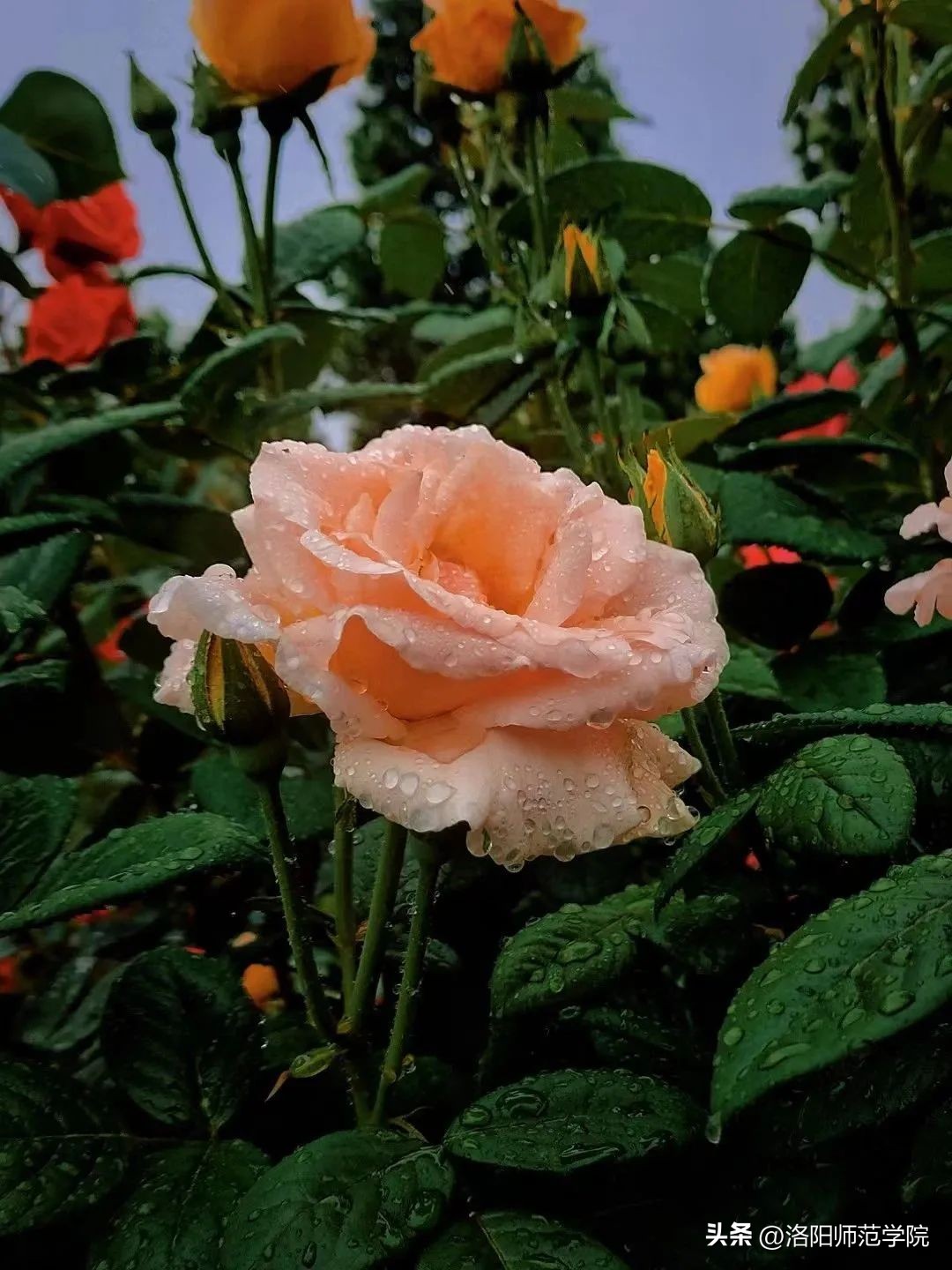 当洛师邂逅43种中国传统色……