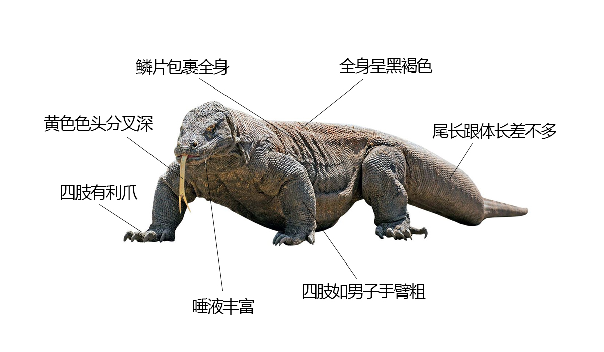 科莫多龙靠舌头猎食,科莫多龙捕食真实视频