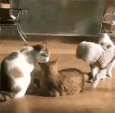 爆笑名场面动图,爆笑动图笑话大全