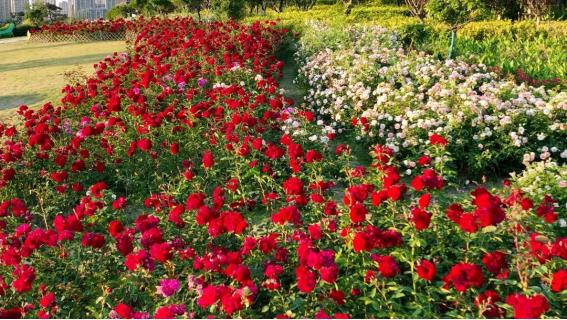 阜阳攻略夏天景点推荐,阜阳夏天游玩攻略路线