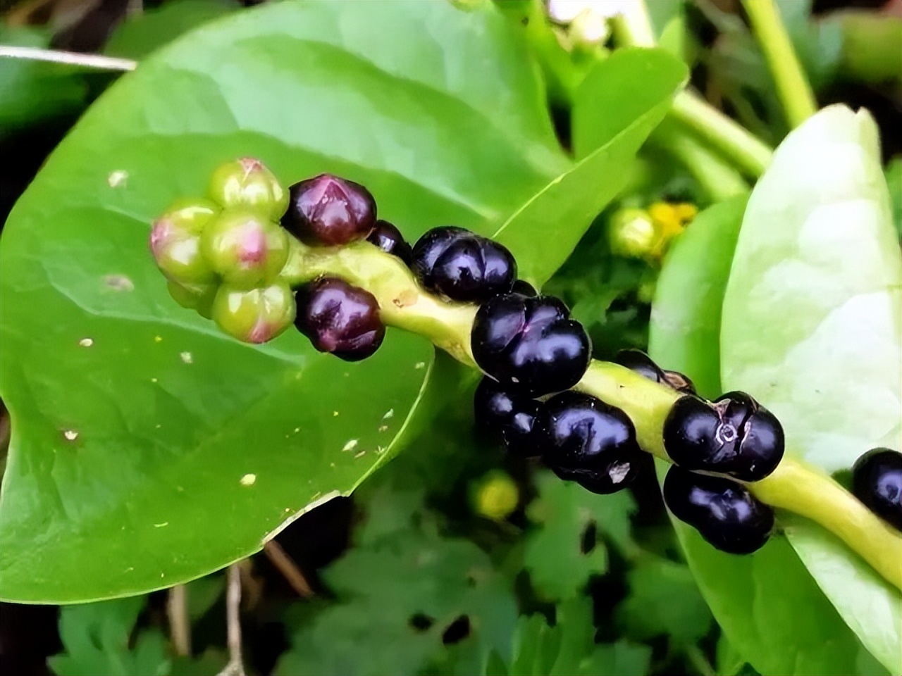 木耳菜能生吃的吗,木耳菜可以随便吃吗