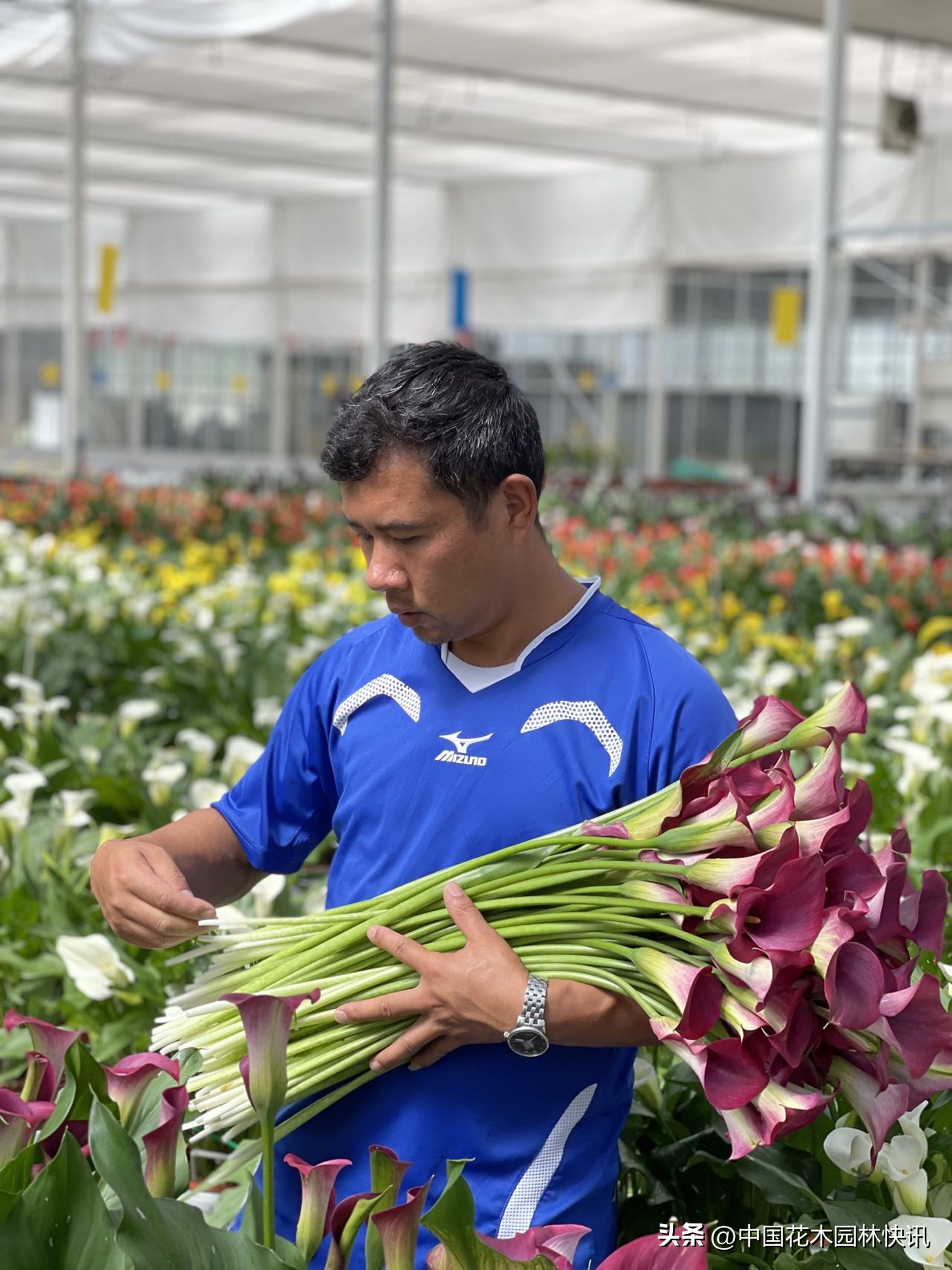 云南丽江彩马切花实现量产国庆婚礼高峰拉升市场销量