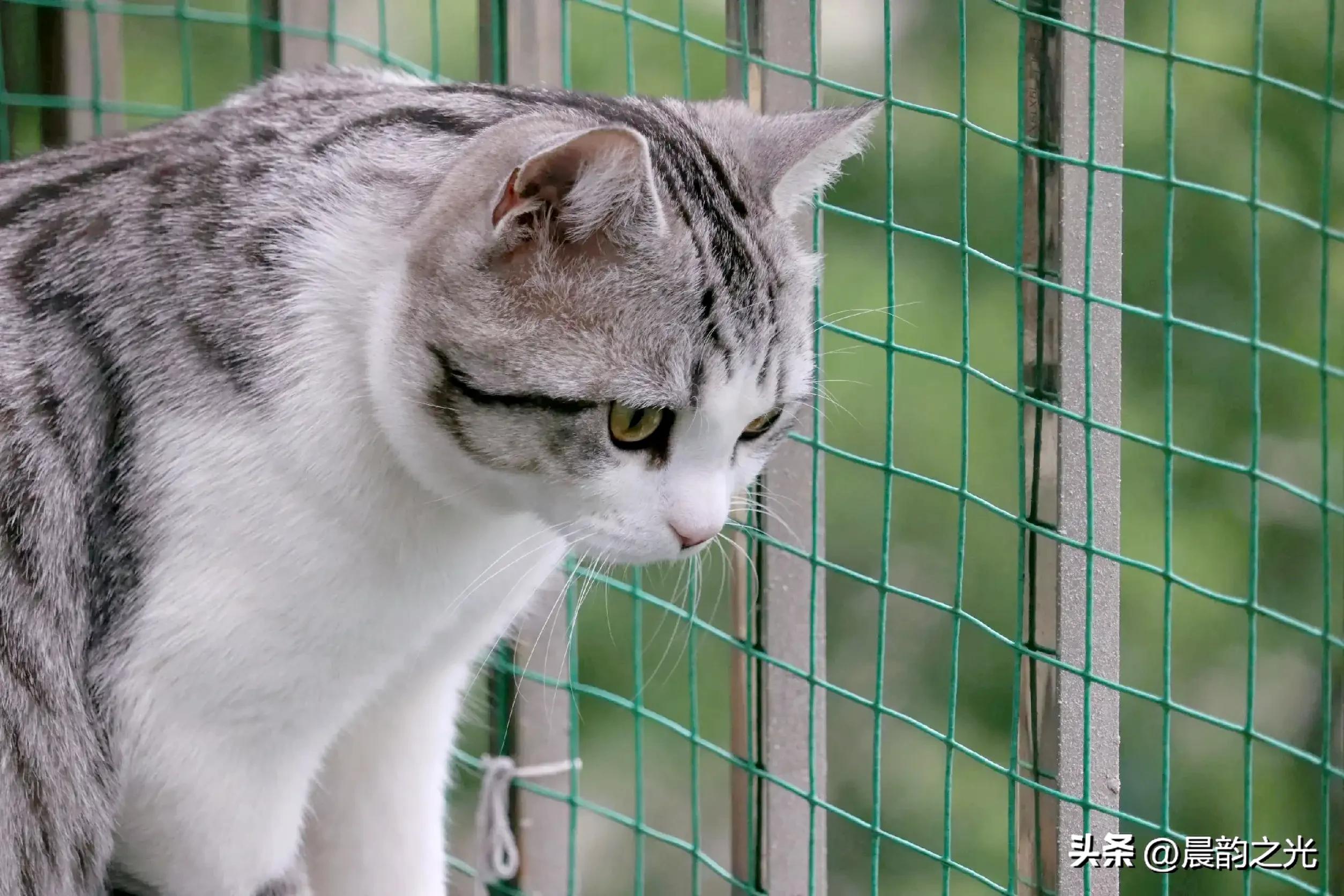 几百块钱买的猫靠谱吗,几百块的猫是真的吗