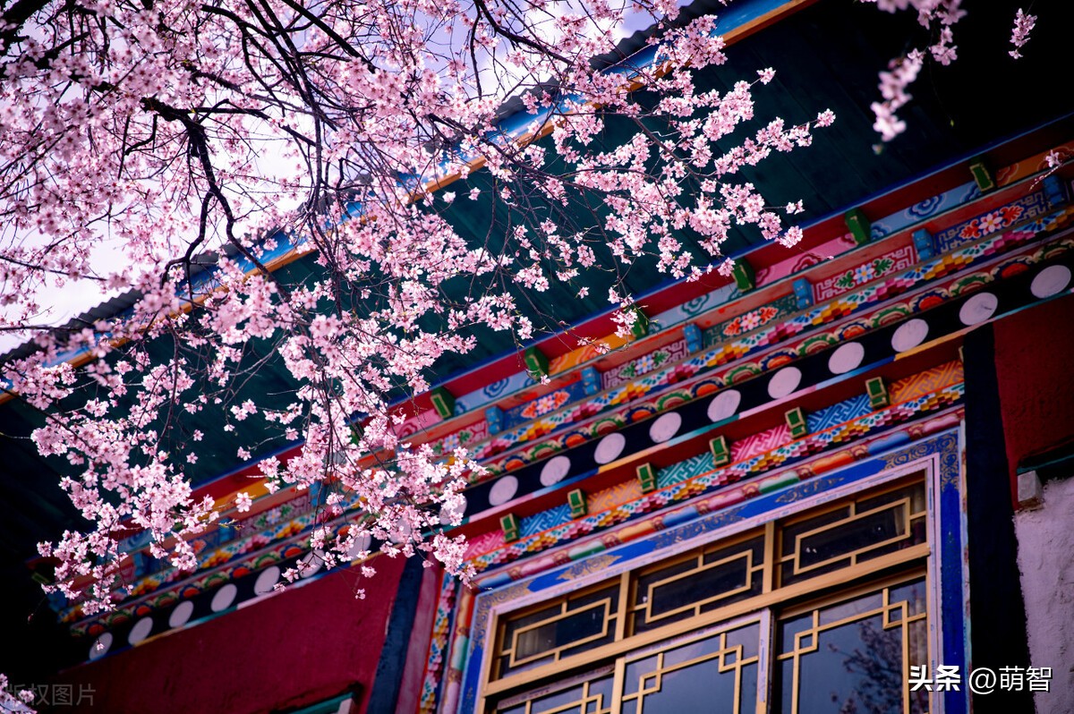 咏桃花的诗句古诗大全,描写桃花的诗句古诗大全集