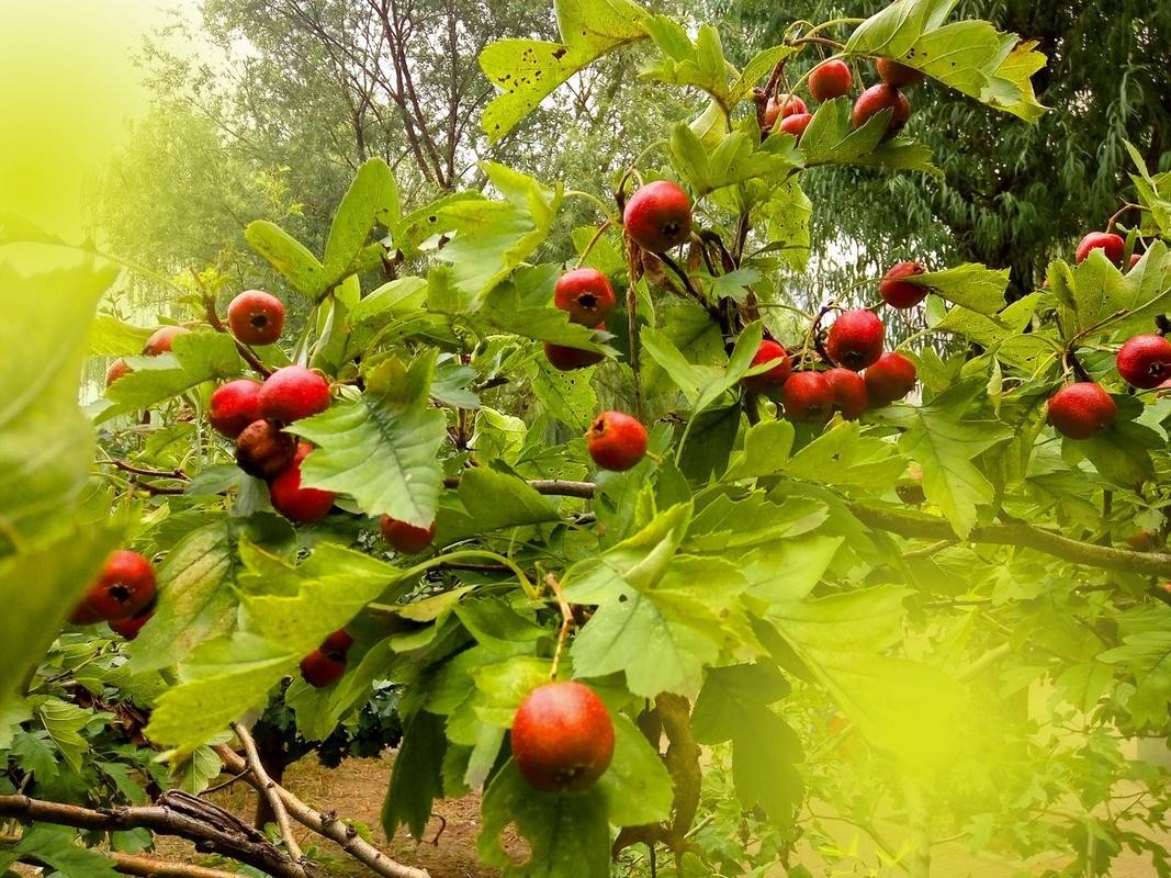 山楂树各阶段病虫害防治技术,山楂树病虫害如何防治