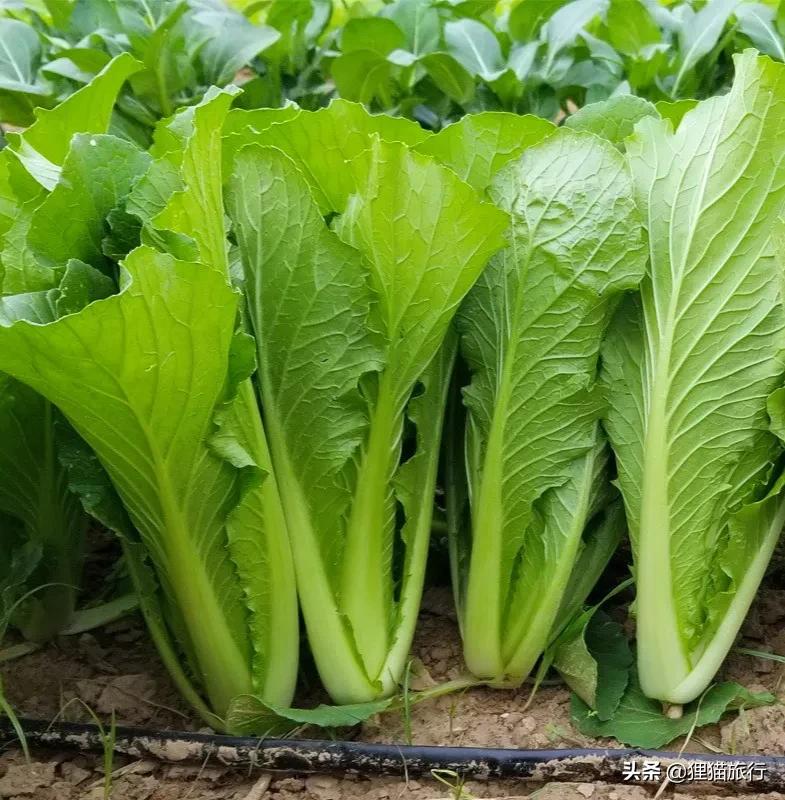 以“上海”命名的蔬菜——上海青，也叫瓢儿白、油白菜、青菜