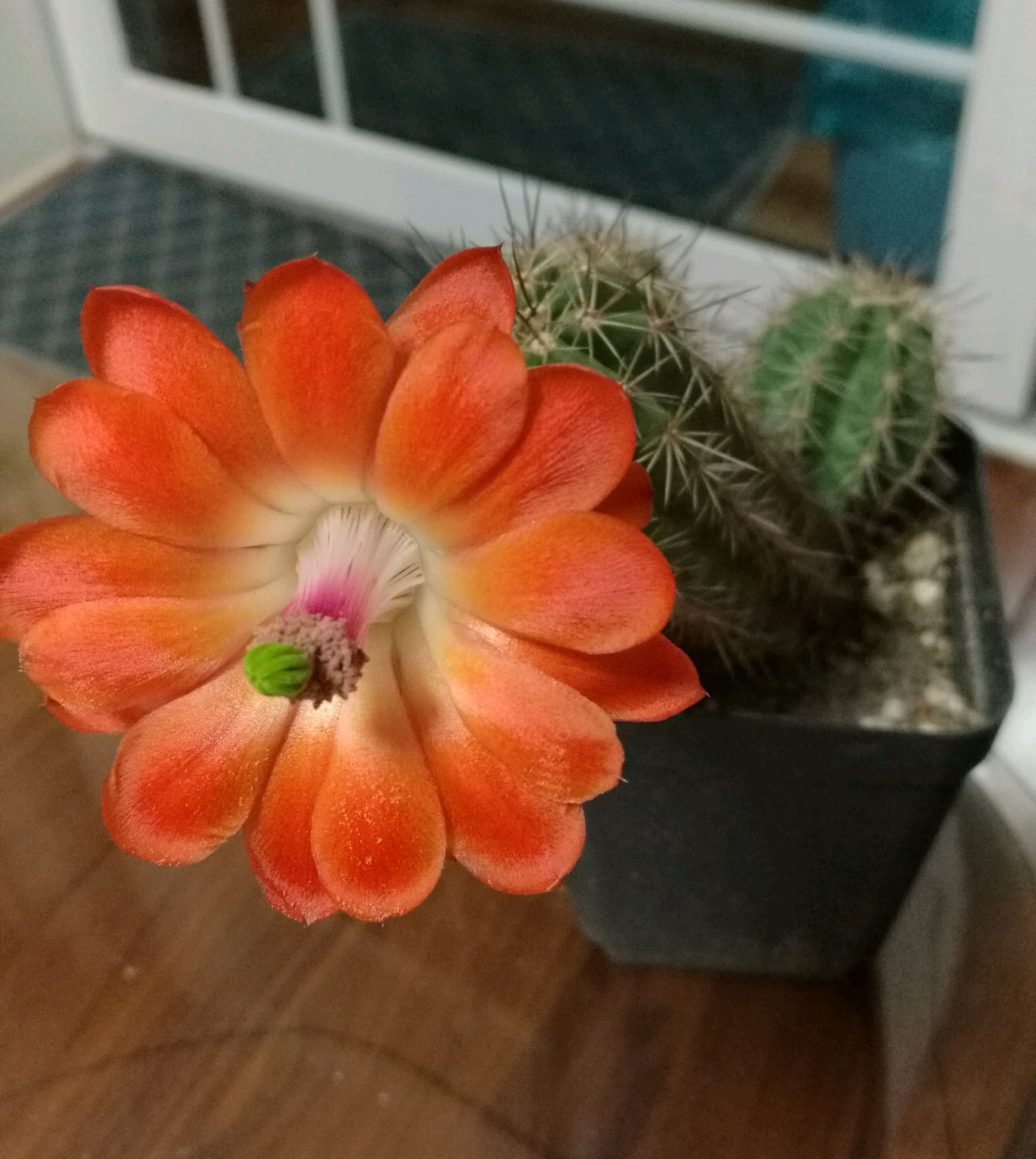 美丽/奇异花草欣赏系列——各种仙人球之“虾”