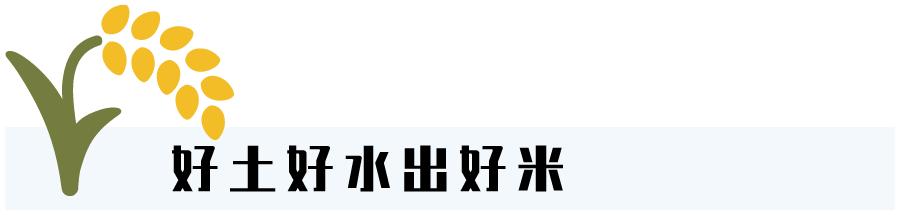 五常稻花香大米怎样辨别真假呢,五常大米国标1354和19266的区别