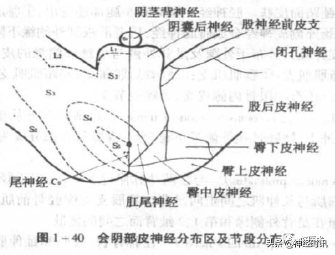 神经系统体表定位标准「基础干货分享」