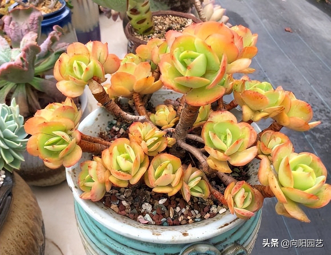 买多肉发物流划算吗,多肉植物冷链快递