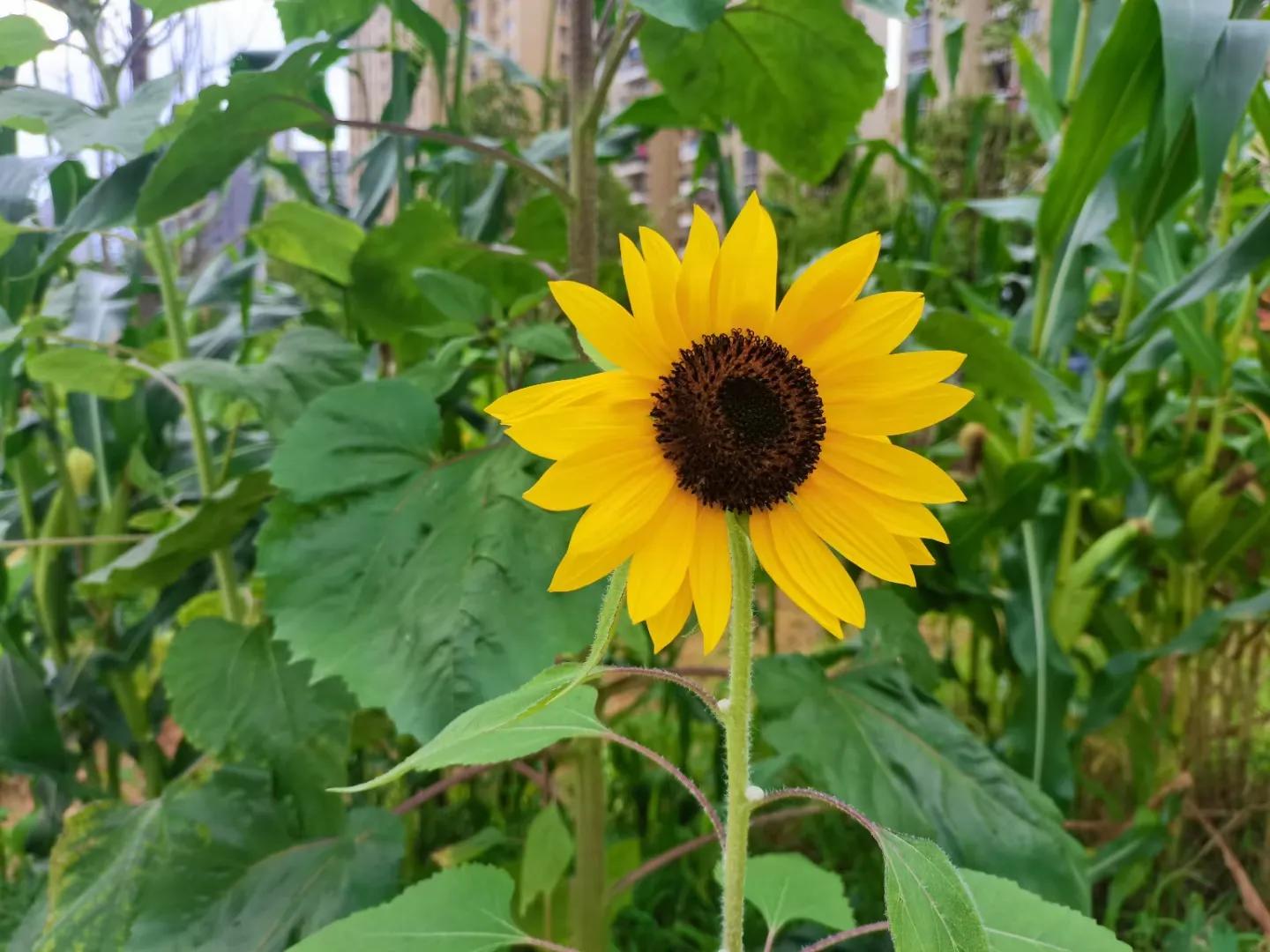 面对啃老的孩子父母要怎么办,面对啃老的儿子怎么办