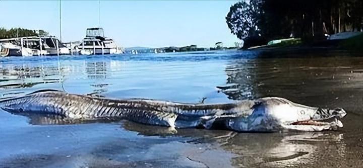 剑吻鲨和哥布林鲨是同类吗,剑吻鲨和深海霸主