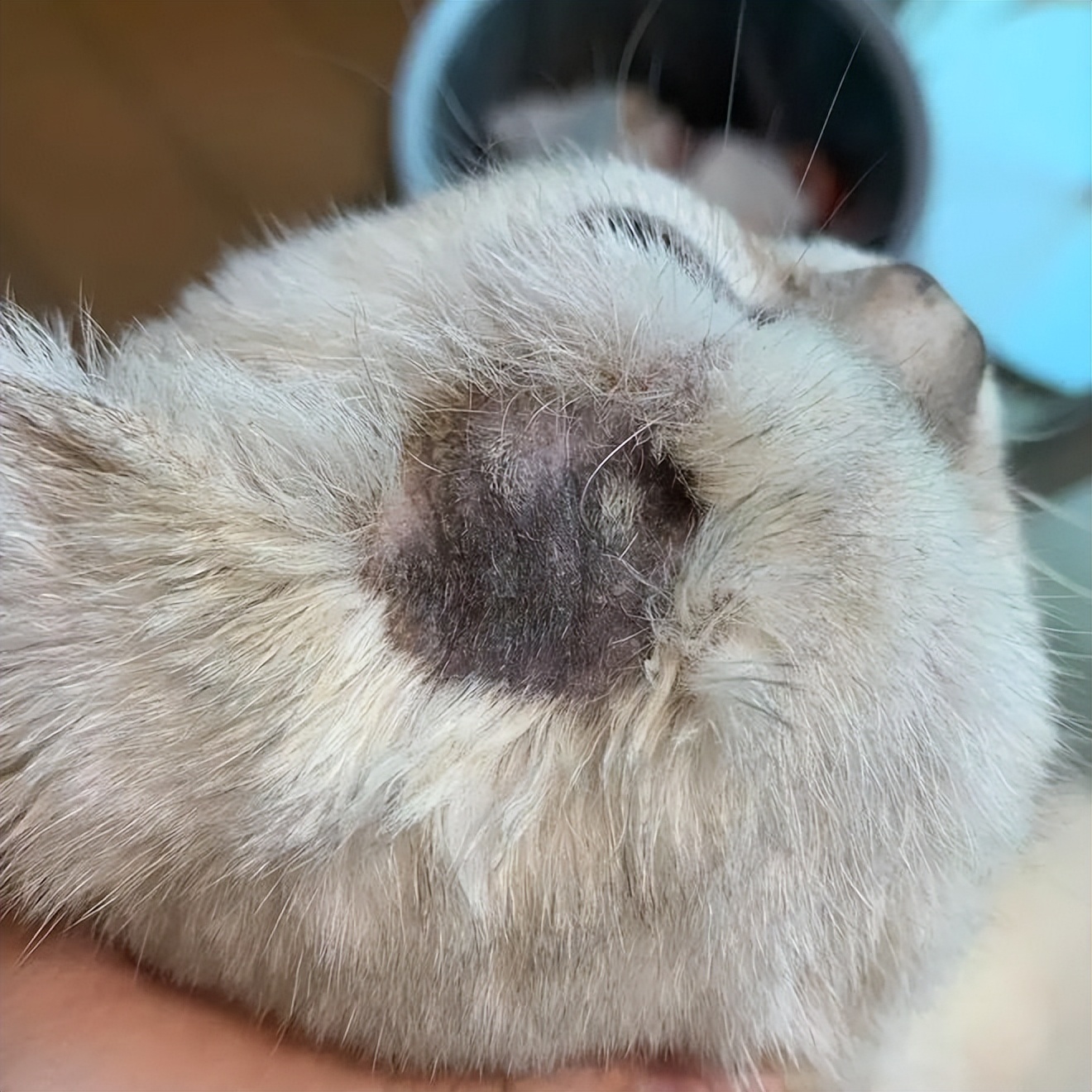 猫癣就一定是猫癣吗,猫癣一定是很多处的吗