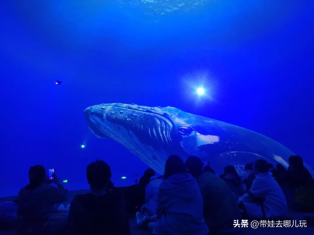 天津海昌极地海洋公园冬天营业吗,天津海昌极地海洋公园游玩攻略