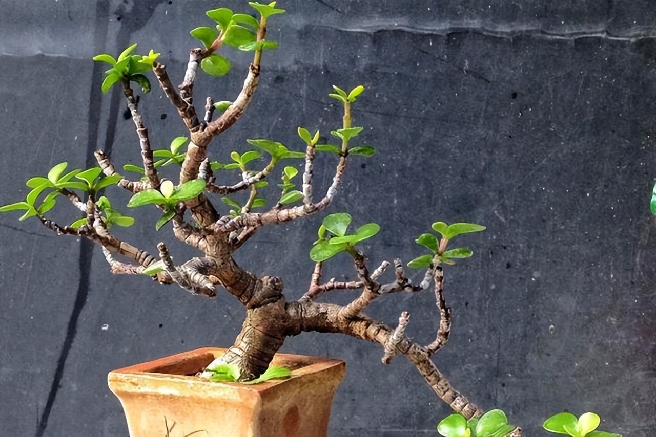 5月份给金枝玉叶换盆,金枝玉叶剃头后怎么才能快速生长