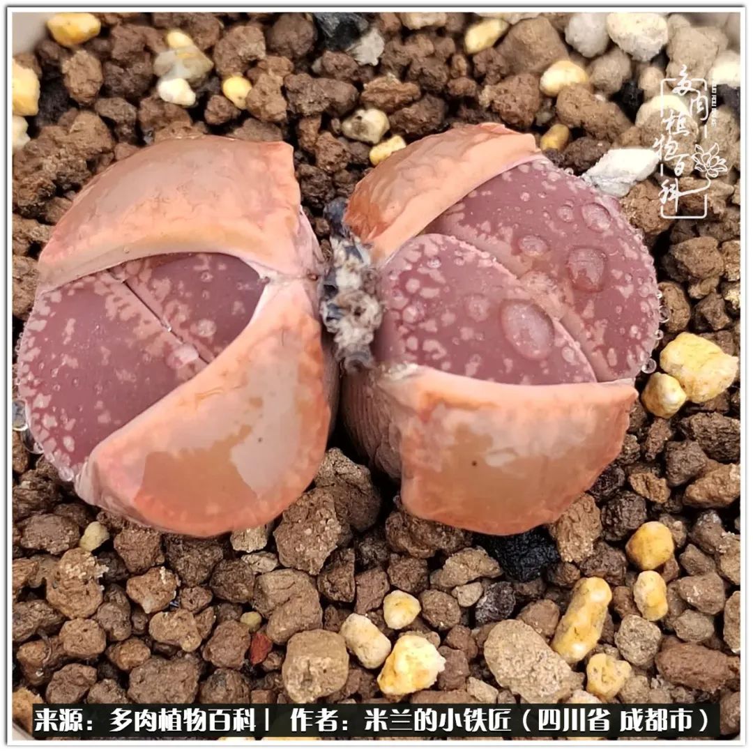 生石花好养吗怎么养护的,生石花的养殖方法和注意事项