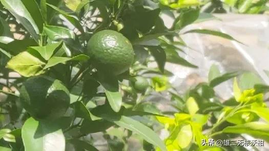 氯吡脲能用在柑橘上保果吗,2024年柑橘氯吡脲的使用方法