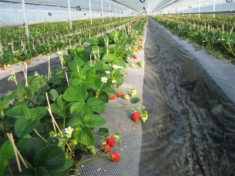 2006年，政府牵头组织租给日方千余亩地，日本人却闲置多年，为何