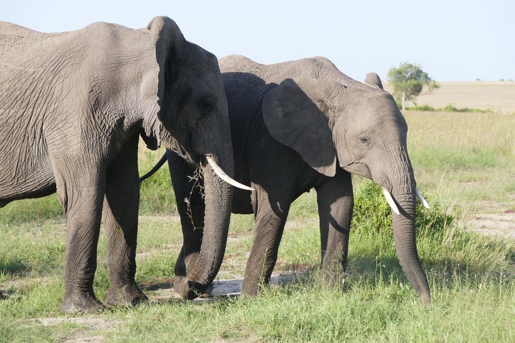 有何深仇大恨？非洲3头大象遭20万只“麻雀”*攻围**，慌忙逃窜50米