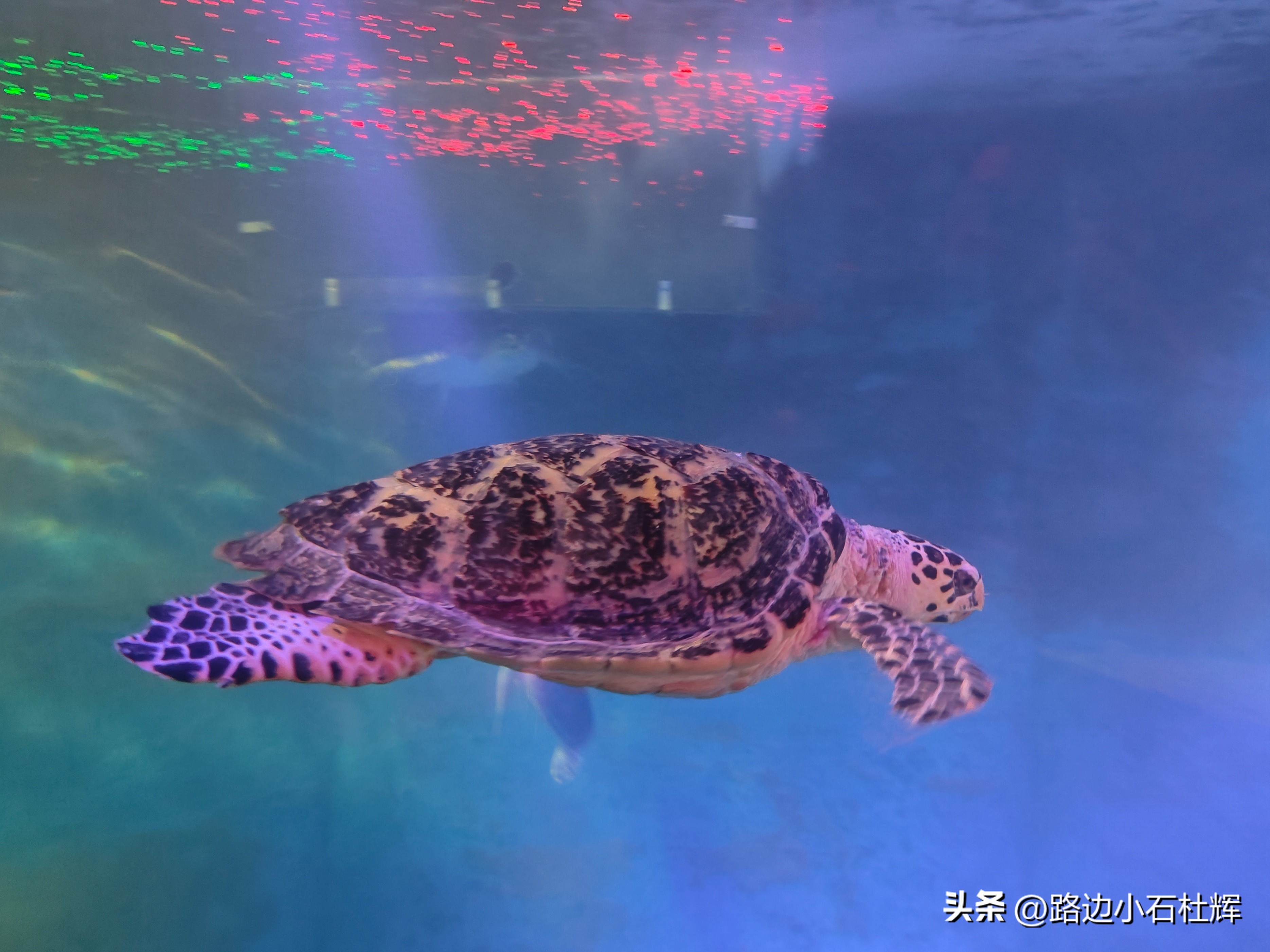 北京富国海底世界海洋水族馆,北京海洋馆和工体海洋世界