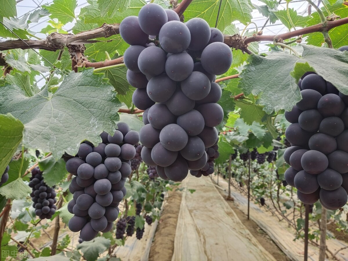 中秋节前10大热销水果：阳光玫瑰依旧第一，嘎啦苹果抢占上市先机