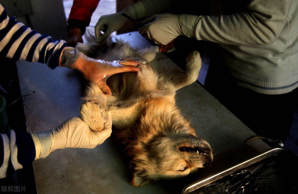 公狗的睾丸皮破了有生命危险吗,公狗只有一个蛋有什么危害