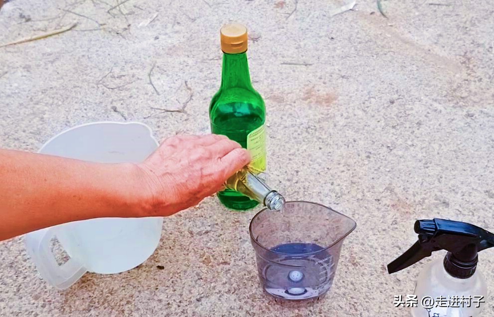 秋葵彻底消灭蚜虫的小妙招,秋葵叶面生虫子喷什么药