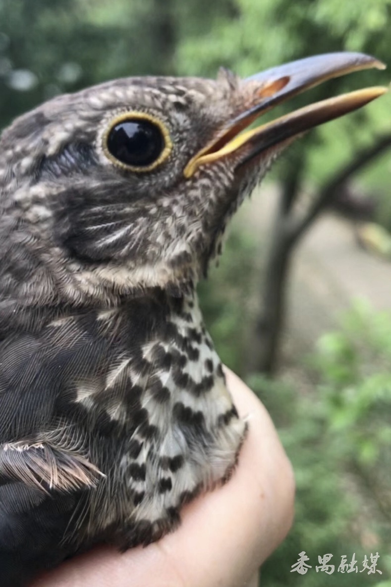 野生鸟类保护幼崽,农村常见的鸟类保护动物