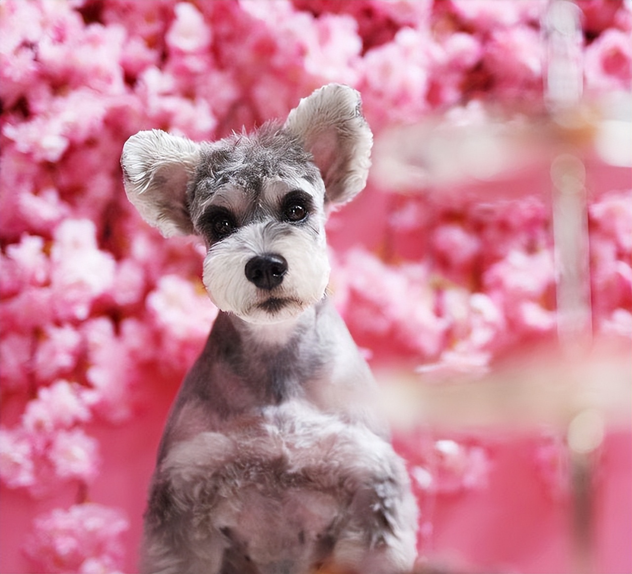 新人养狗首选什么狗,养狗首选这7种狗不贵又好养