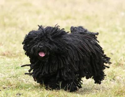 100多种名犬图片大全大图高清,100多种名犬图片大全大图