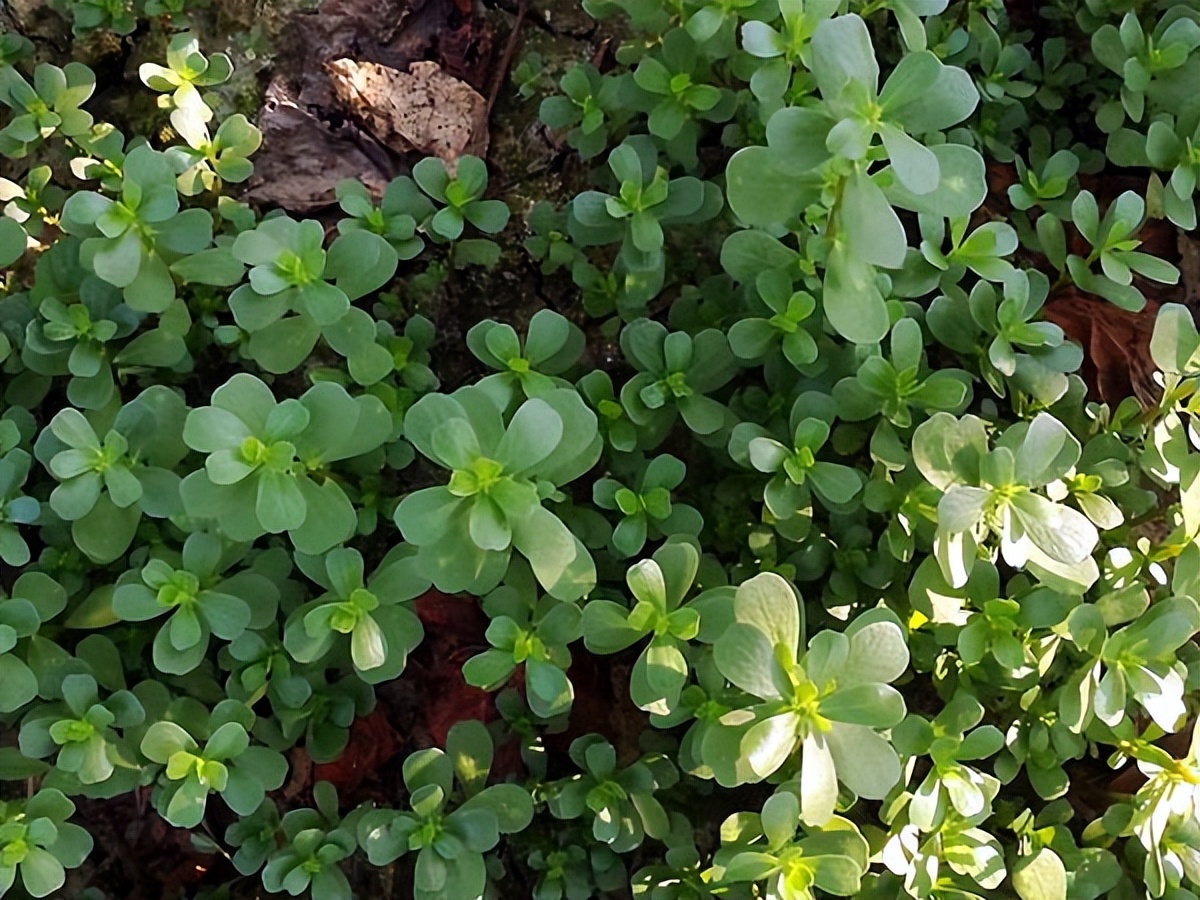 大自然馈赠的美食马齿菜,七夕晚会美食