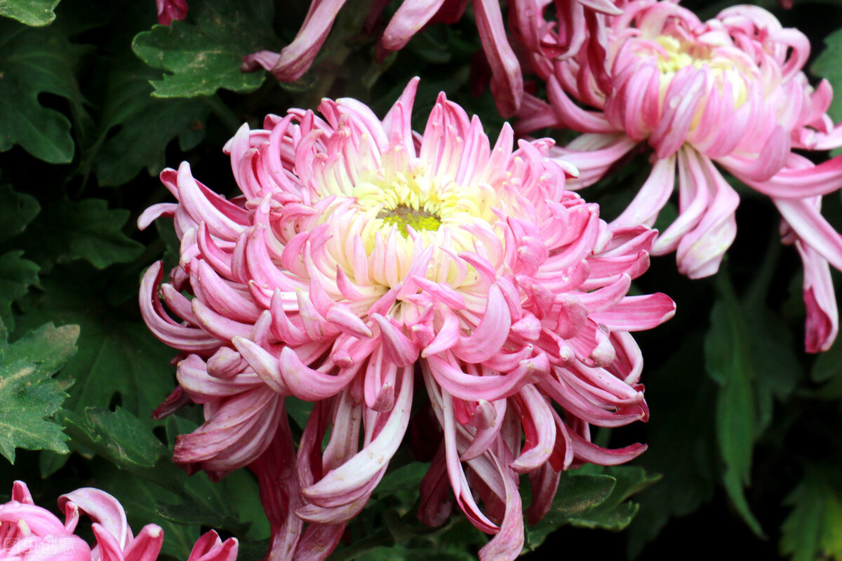 50种名贵菊花品种,菊花品种介绍附图大全