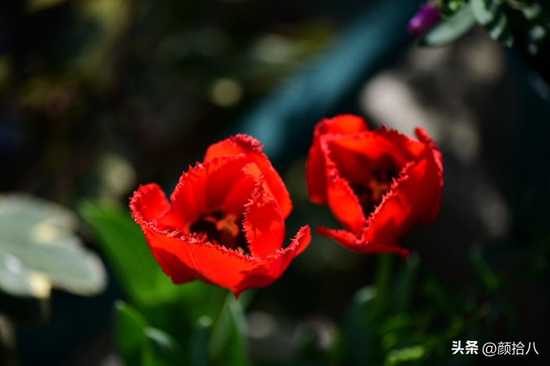 盘点今年河马花园里最美的几款郁金香|园丁