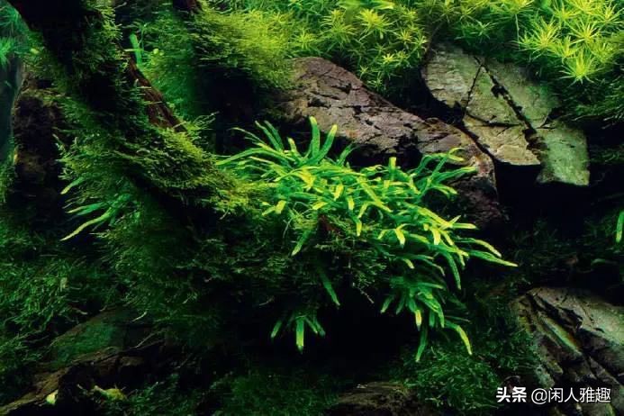 1.8米长水陆缸与草缸结合,组合式草缸