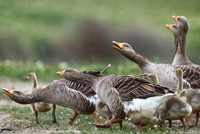 加拿大鹅拒不退货看法 (加拿大鹅门店不退货是霸王条款吗)