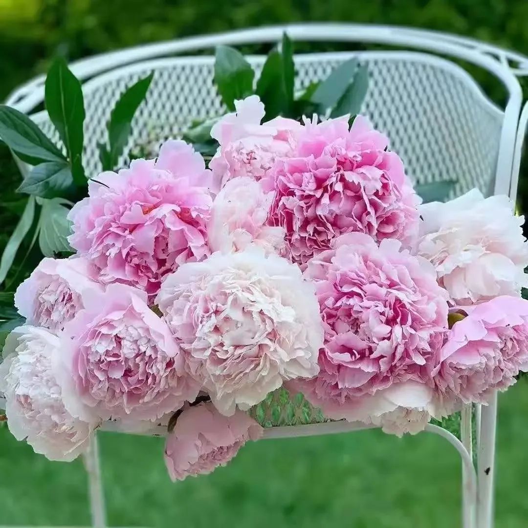 七夕将至花语怎么说,七夕送女生什么花给喜欢的女生