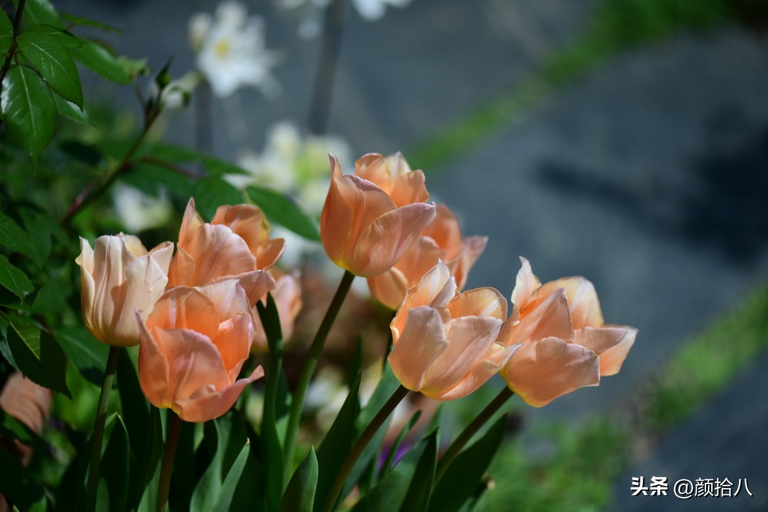 盘点今年河马花园里最美的几款郁金香|园丁