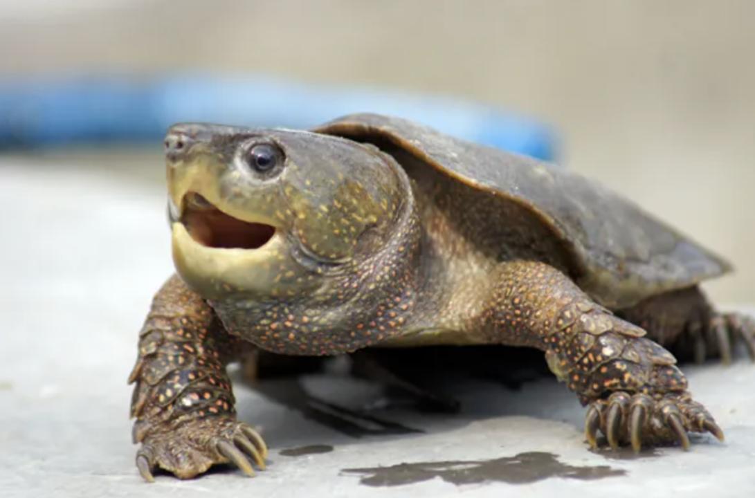 男子在山上捡到不知名小乌龟,男子在河里捡到一只小乌龟