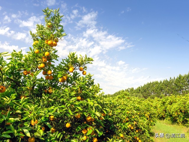 蚧壳虫专用杀虫剂使用方法,蚧壳虫专用花卉杀虫剂