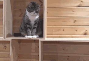 鐨囧鐚伯鑳戒笉鑳戒拱,涓嶆兂涔板搧鐗岀殑鐚伯